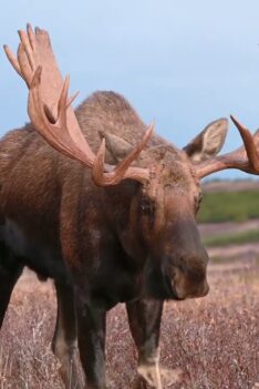 Moose Rut Wind-Down | MooseMan Video Photography Calendar