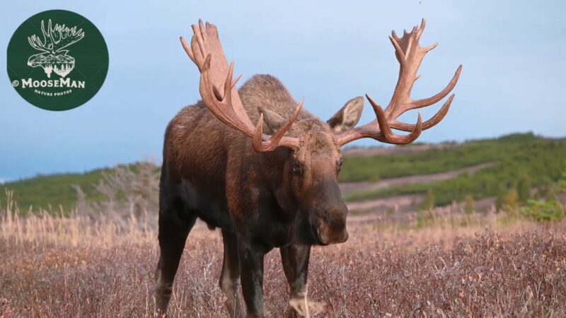 Moose Rut Wind-Down | MooseMan Video Photography Calendar