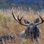 Moose in Beautiful Scenic Settings | MooseMan Video Photography Calendar