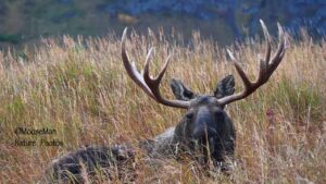 Moose in Beautiful Scenic Settings | MooseMan Video Photography Calendar