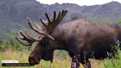 Si vous aimez les bois d'orignaux inhabituels, jetez un coup d'œil à ce taureau