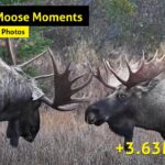 The best moose moments