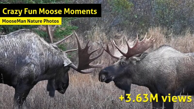 The best moose moments