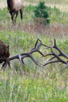 D'énormes mâles s'affrontent pendant le rut de l'élan