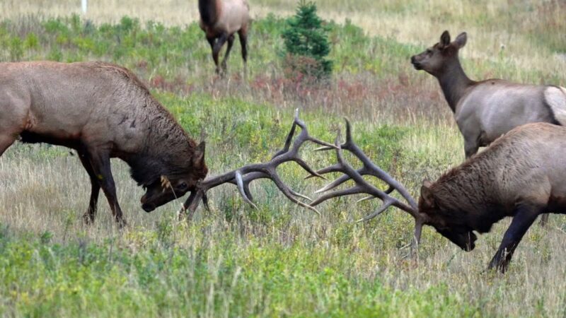 D'énormes mâles s'affrontent pendant le rut de l'élan