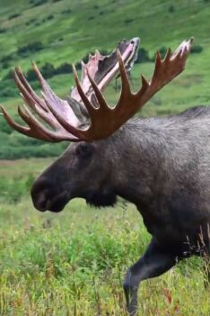 Un énorme orignal de 70 pouces vient d'être débarrassé de son velours