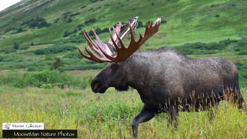 Un énorme orignal de 70 pouces vient d'être débarrassé de son velours