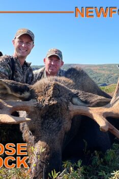 Chasse au méga orignal à Terre-Neuve